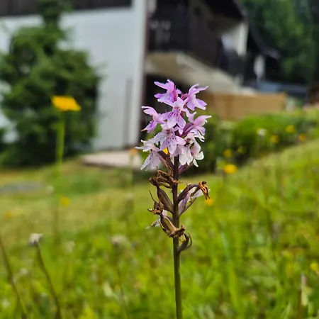 Wiesenhang Apartamento *